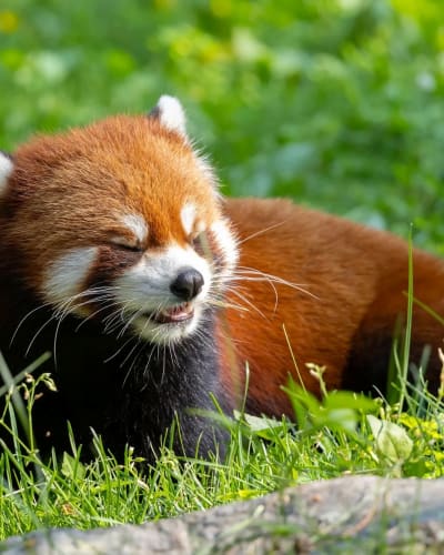 Zoo package.