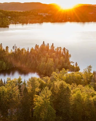 Forest in fall.