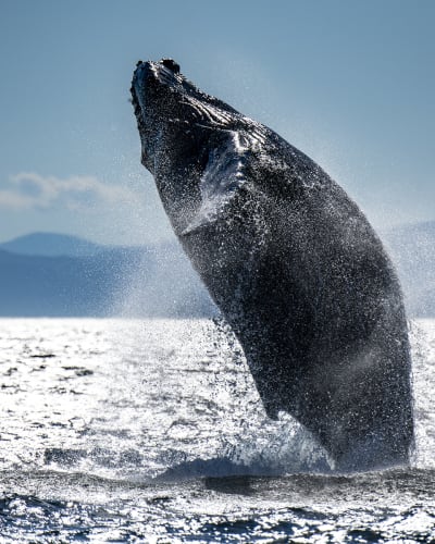 Côte Nord Baleines