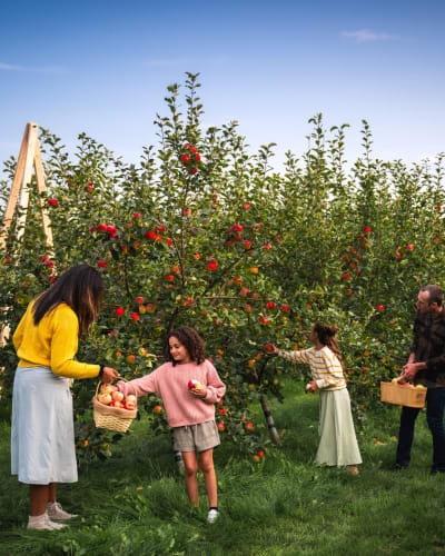 A family picking apples in an orchard.