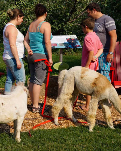 Family and alpacas in the orchard.
