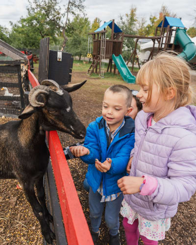 Enfants observant une chèvre au verger. 
