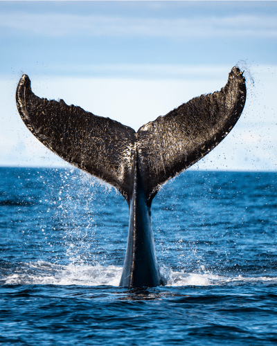 Viens voir les baleines