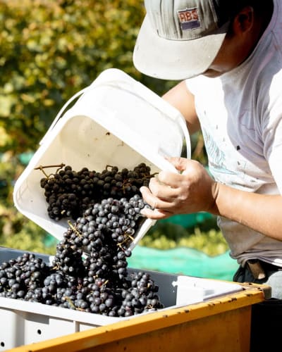 Vignoble et Domaine Beauchemin