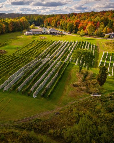 Vue aérienne du Vignoble Les Côtes du Gavet en automne.