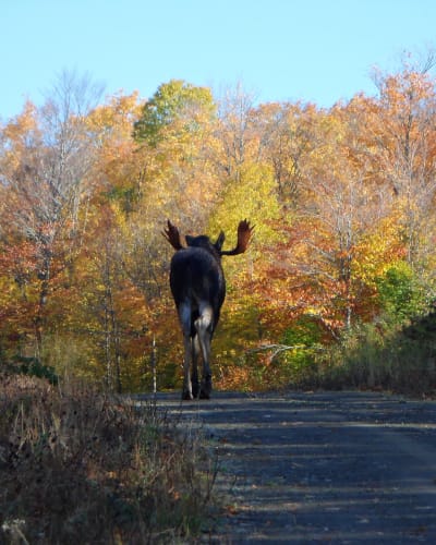 Un orignal en automne au Zec Owen.