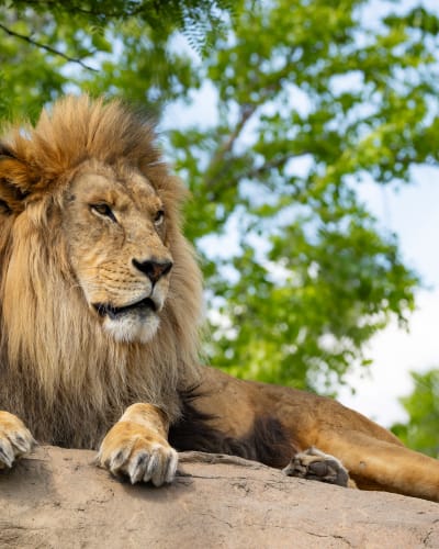 Lion at Zoo de Granby.