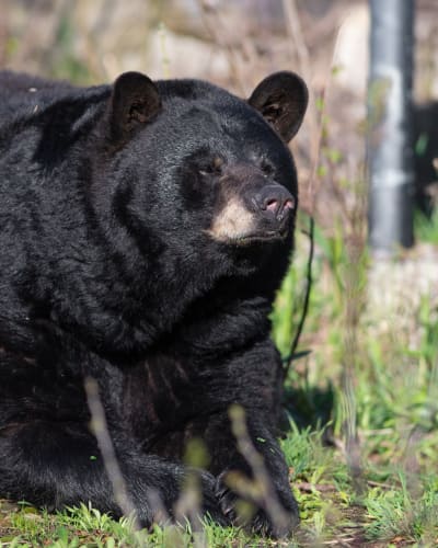 Breakfast for the bear