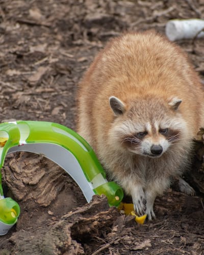 A raccoon at the Ecomuseum Zoo.