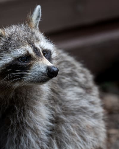 A raccoon.