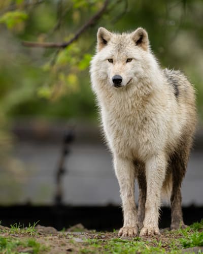 Wolf