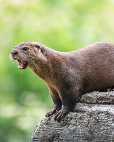 otter