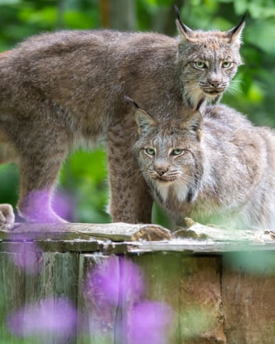 Lynx