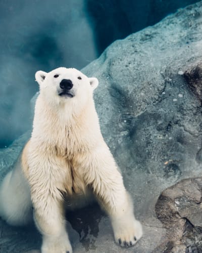 Polar bear at the Zoo sauvage de Saint-Félicien.
