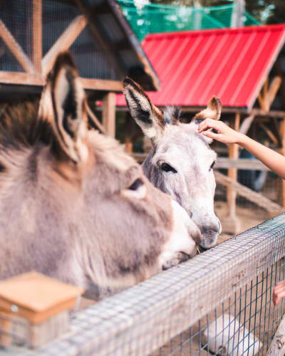  A young girl pets a donkey at the Saint-Félicien Wild Zoo