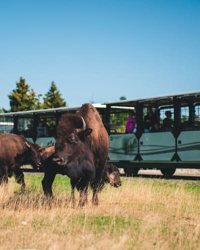 Buffaloes at the Saint-Félicien Wild Zoo