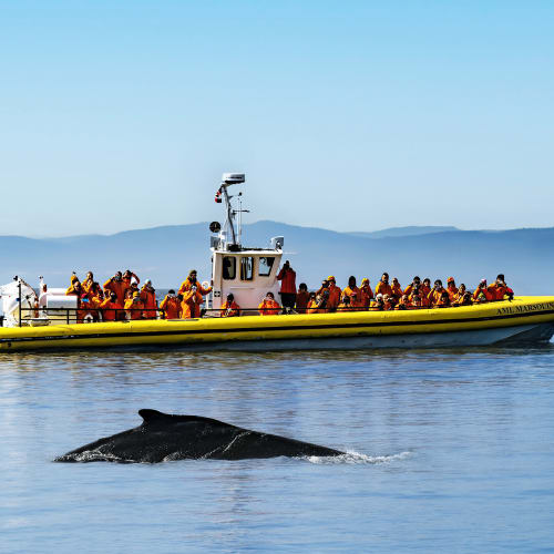 Whale watching