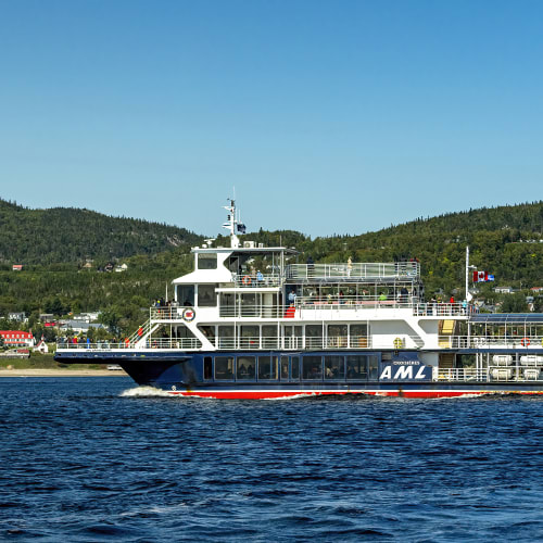 Whale watching cruises