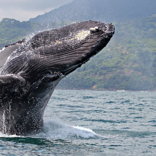 Whale Watching