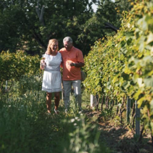 Vignoble