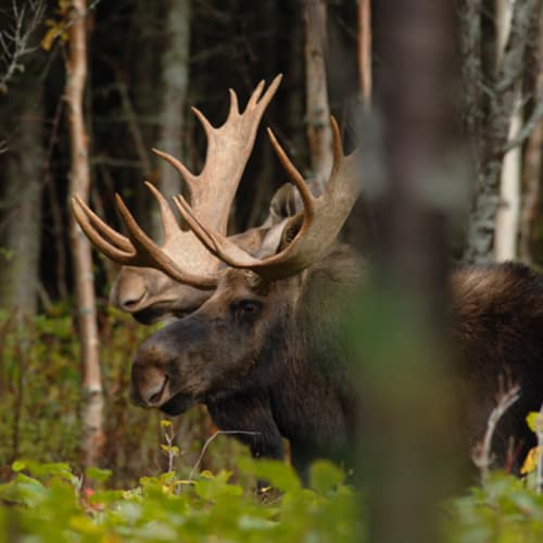 Fishing and/or hunting