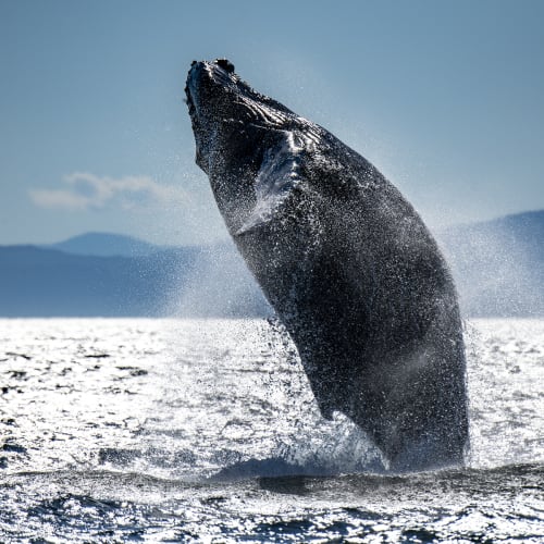 Whale-watching cruises