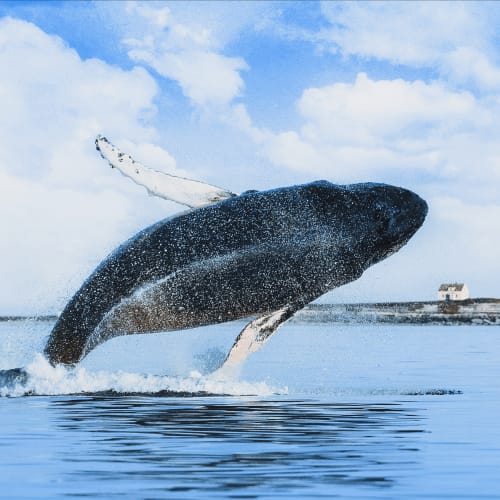Whale watching 