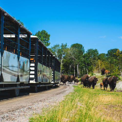 Train touristique