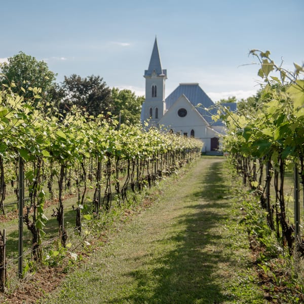 Domaine Amalgames - Une rangée de vignes s’étend vers une église blanche