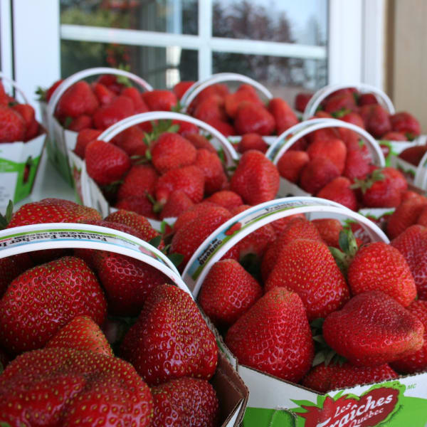 Fraisière Faucher - Strawberry baskets