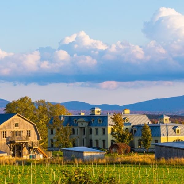 La Belle Alliance, vignoble