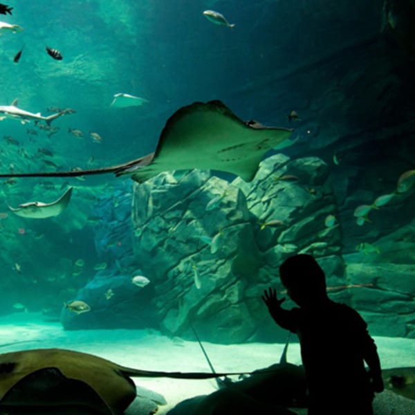 aquarium_de_montreal_1