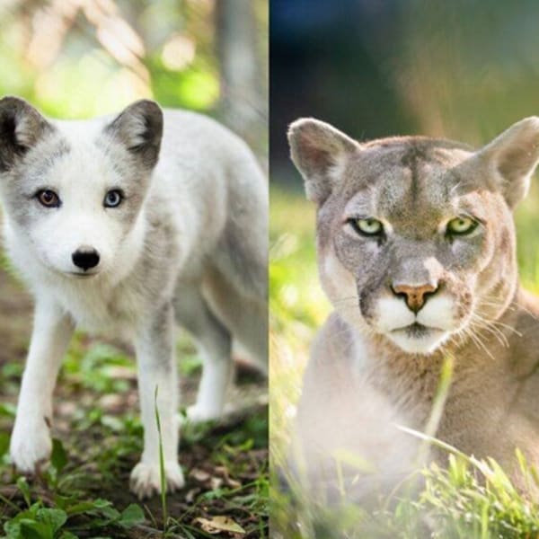 bioparc_de_la_gaspesie_1