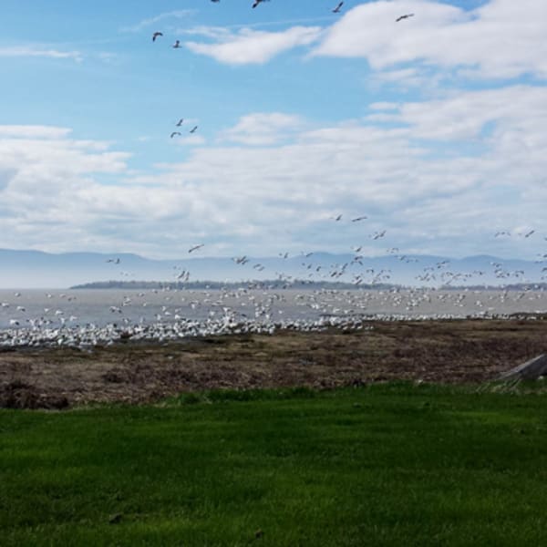 camping_municipal_de_lisle_aux_grues_1