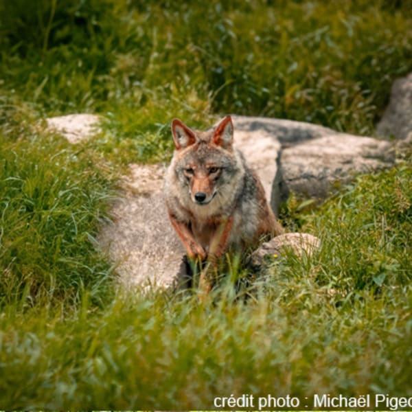 centre_dobservation_de_la_faune_et_dinterpretation_de_lagriculture_de_falardeau_1
