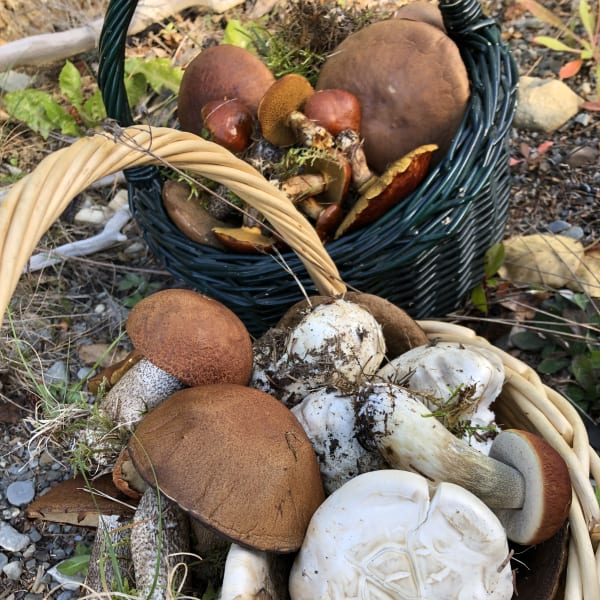 decouvrez_les_champignons_forestiers_du_bas_saint_laurent_1