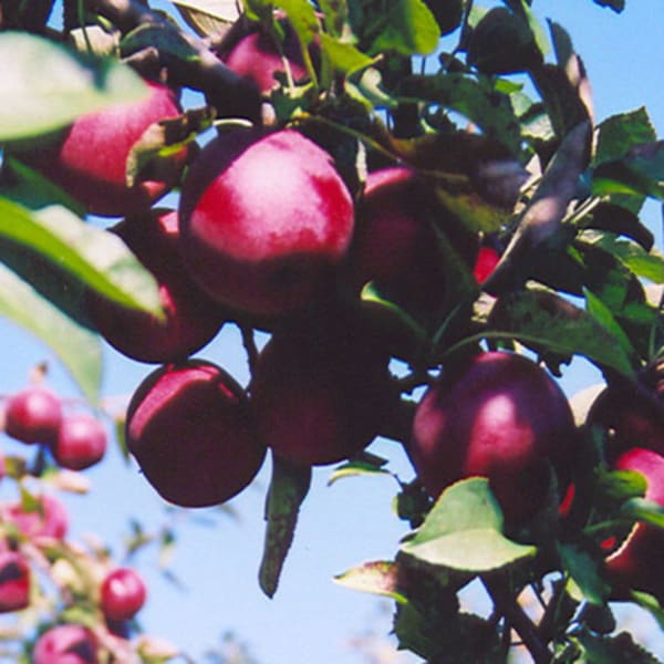 domaine_leduc_piedimonte_1