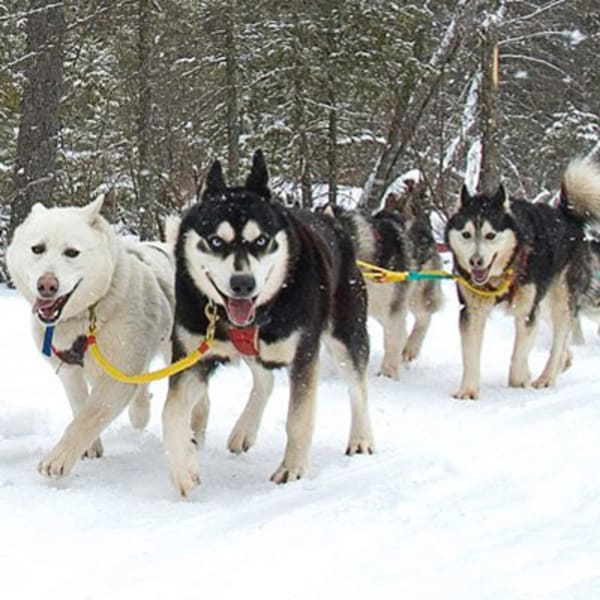 expedition_wolf_inc_1