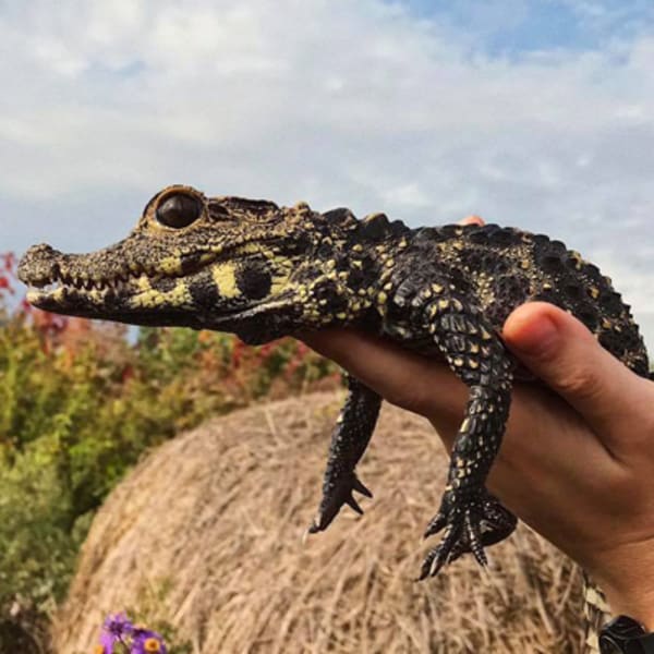 ferme_des_reptiles_exotarium_1
