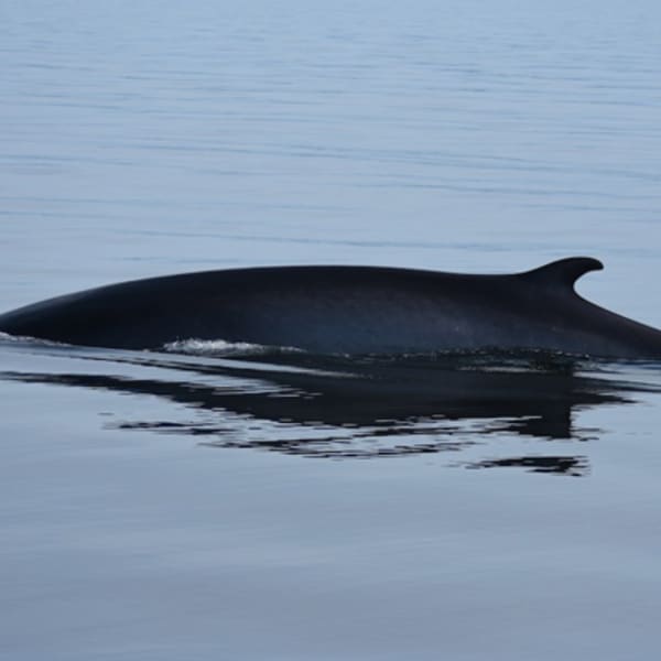 groupe_de_recherche_et_deducation_sur_les_mammiferes_marins_gremm_1