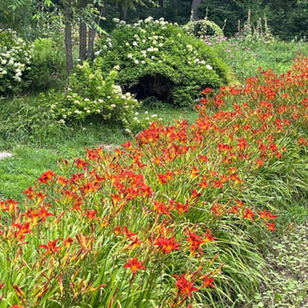jardin_ceres_1