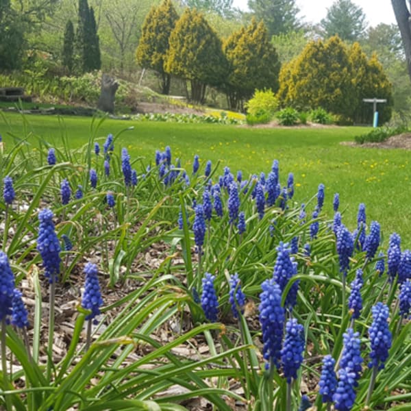 jardins_moore_gardens_1