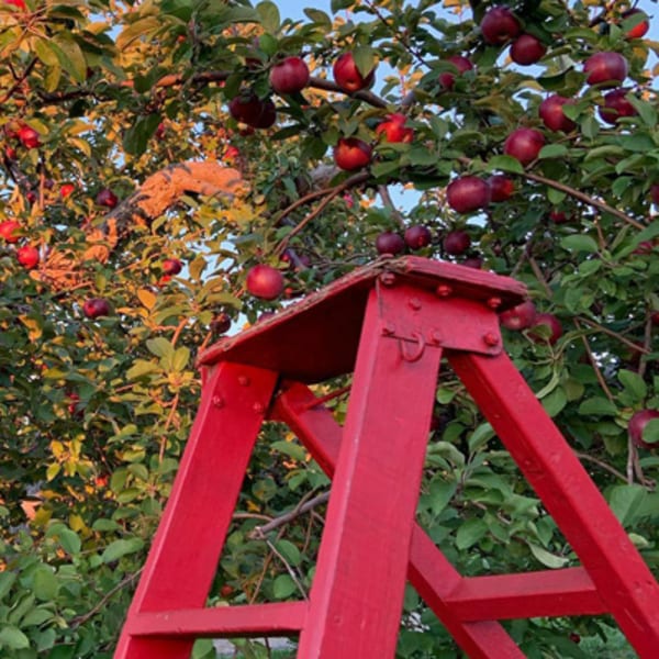 labonte_de_la_pomme_1