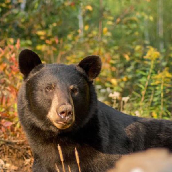 Le Domaine de l'ours noir