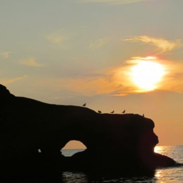 le_pluvier_aventurier_1