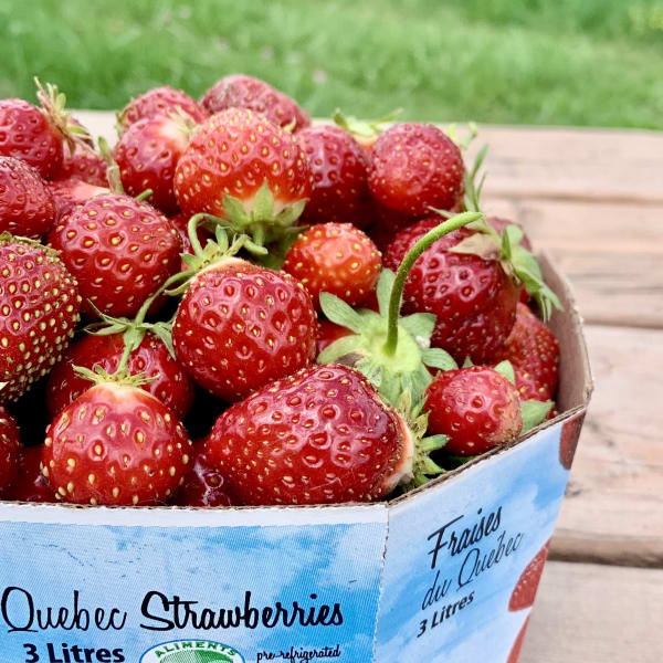 les_fraises_louis_hebert_1