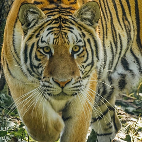 miller_zoo_1