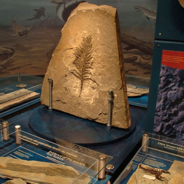 musee_dhistoire_naturelle_du_parc_national_de_miguasha_1