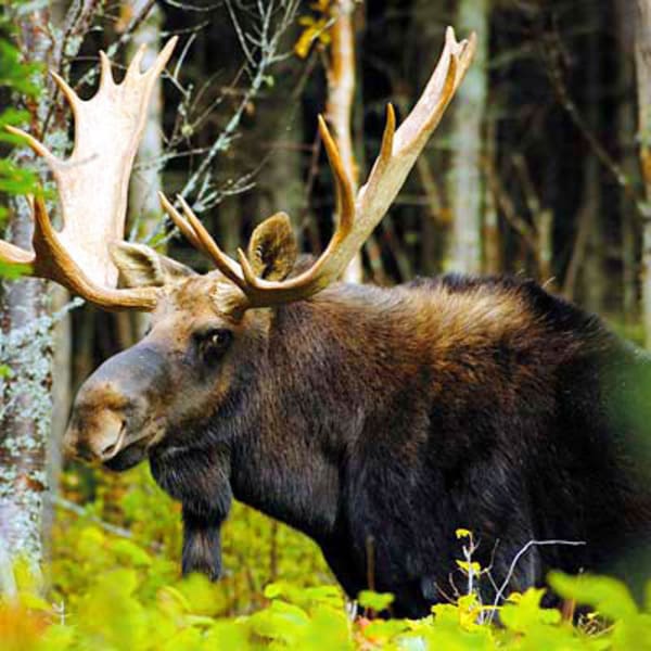 Parc national d’Aiguebelle