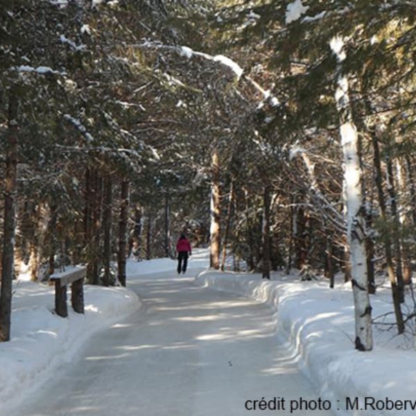 patinoire_en_foret_au_coeur_du_lac_des_loups_1